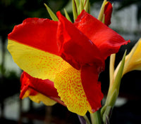 Cleopatra Dwarf Canna