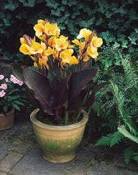 Louis Cottin Dwarf Canna
