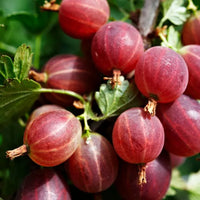 Gooseberry- Captivator