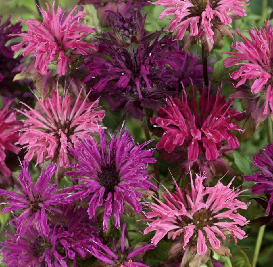Panorama Mix – Monarda Seed