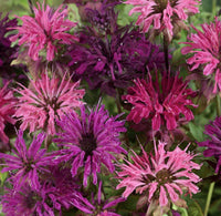 Panorama Mix – Monarda Seed