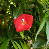 Heirloom (Heirloom scientific name) for planting in garden