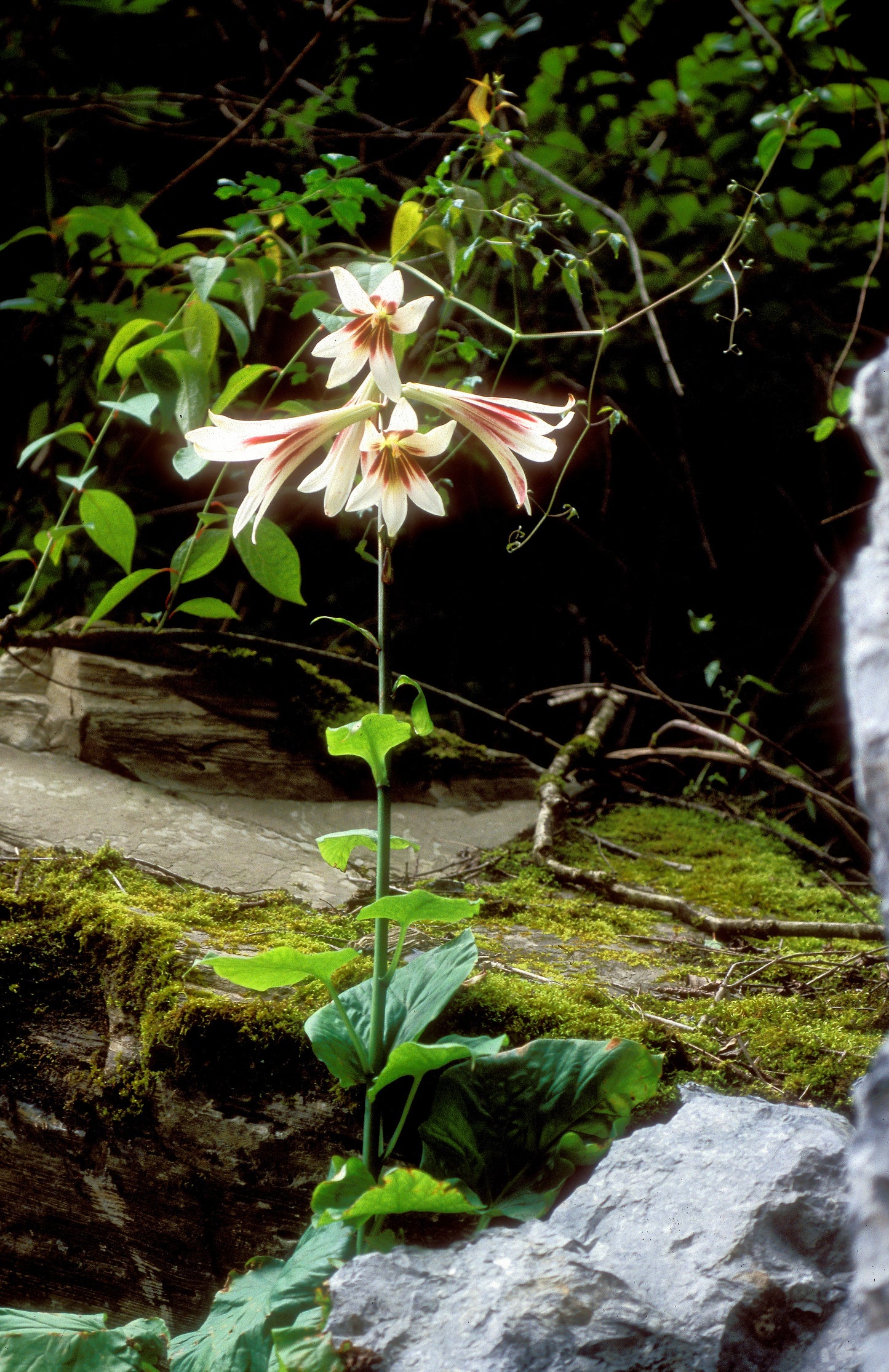 Giant Himalayan Lily