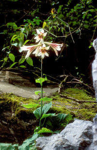 Giant Himalayan Lily