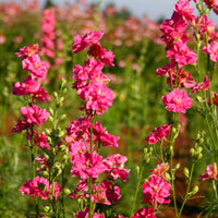 QIS? Carmine – Larkspur Seed