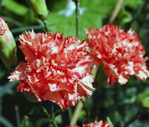 Yellow Red Carnation Flower Seeds – Heirloom, Non-GMO, Bright Bi-Color Blooms for Garden Planting