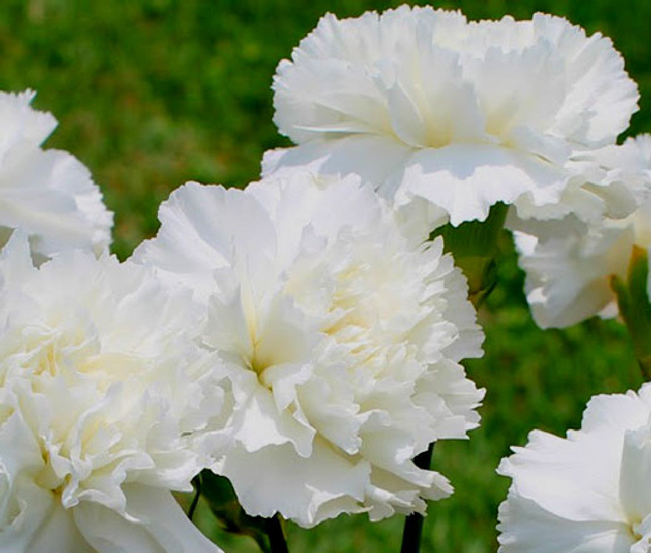 Carnation- Grenadin White