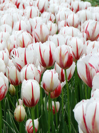 Carnaval de Rio Tulip Seeds