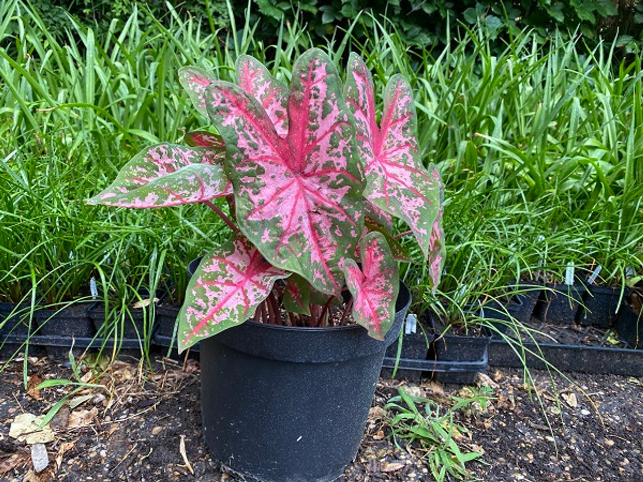 Carolyn Whorton Fancy Leaf Caladium