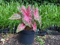 Carolyn Whorton Fancy Leaf Caladium