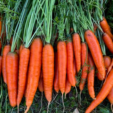 Caracas – Carrot Seed