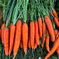 Caracas – Carrot Seed