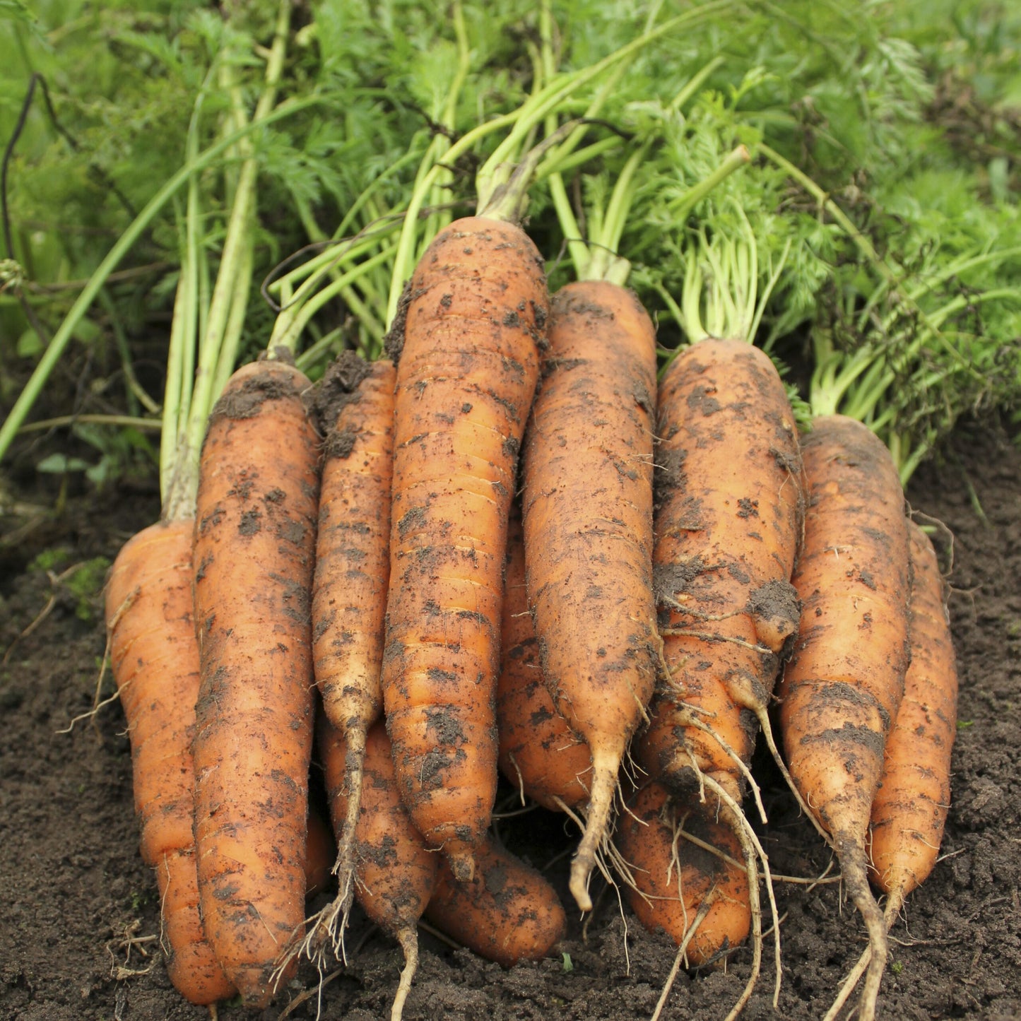 Carrot- Berlicum