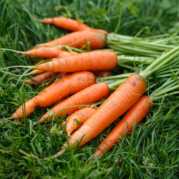 Rubypak – Carrot Seed