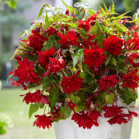 Scarlet Cascade Begonia