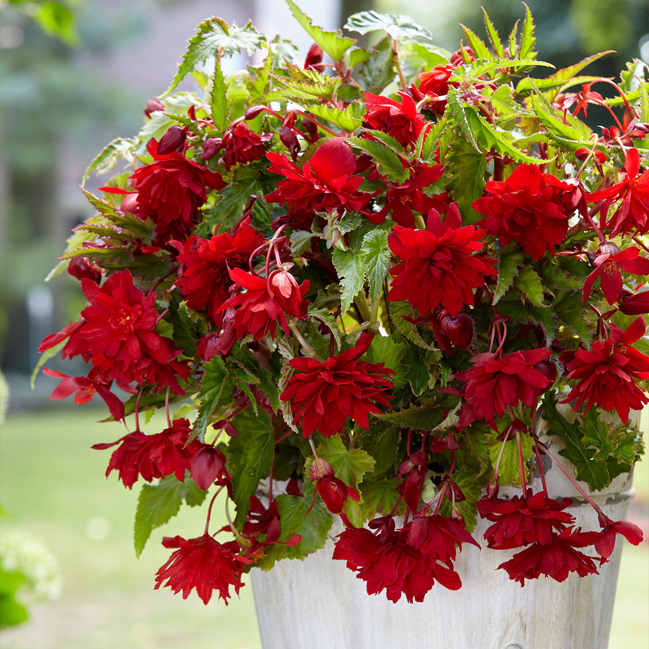 Scarlet Cascade Begonia