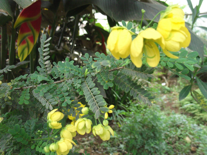 Heirloom Cassia Biflora Flower Seeds, Non-GMO Bright Blooms for Planting