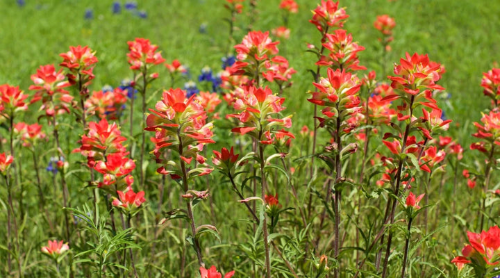 Heirloom Non-GMO Castilleja Indivisa Flower Seeds for Planting – Native Wildflower Blooming Seeds