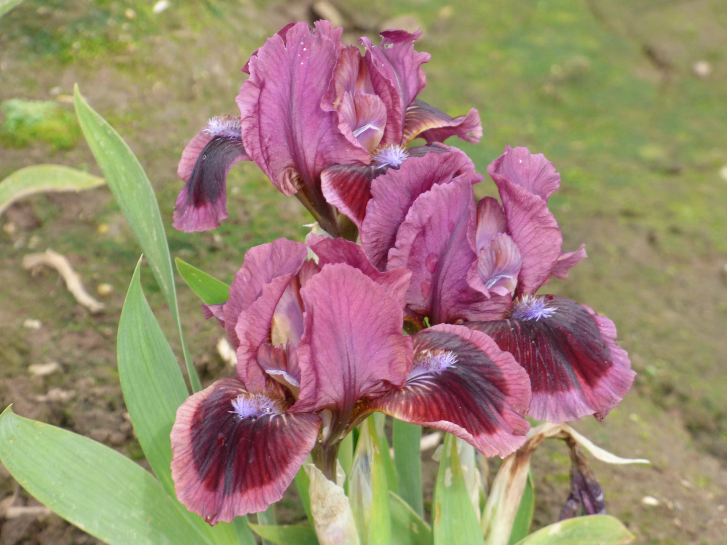 Cat's Eye Dwarf Bearded Iris Seeds