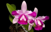 Heirloom Non-GMO Cattleya Intermedia Flower Seeds for Planting – Exotic Orchid Flower Seeds
