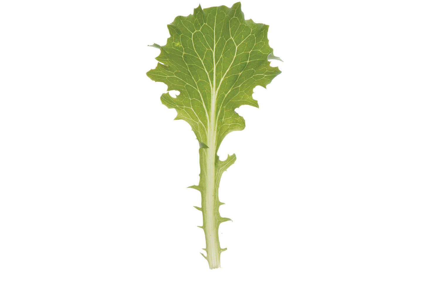 Clearwater – Organic Lettuce Seed