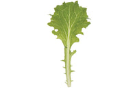 Clearwater – Organic Lettuce Seed
