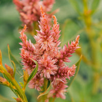 Celway? Terracotta – Celosia Seed