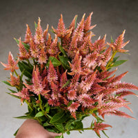 Celway? Terracotta – Celosia Seed