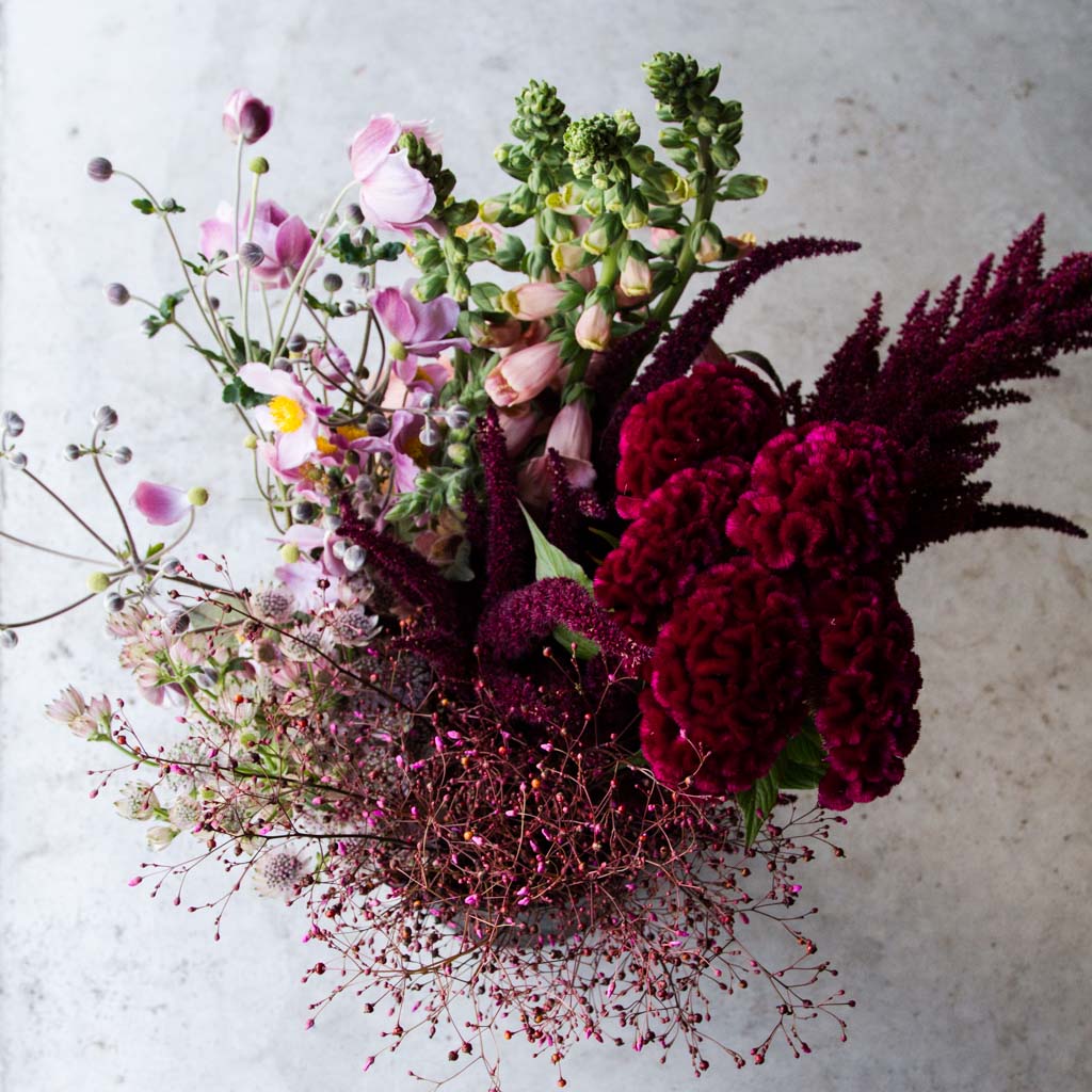 Cramer’s Burgundy – Celosia Seed