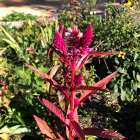 Eternity Improved – Celosia Seed
