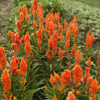 Sunday Orange – Celosia Seed