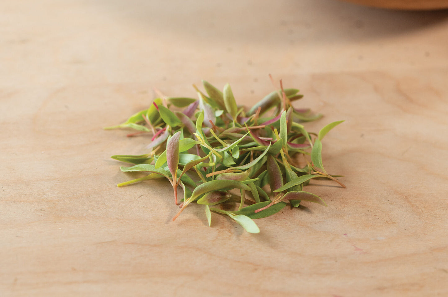 Celosia – Microgreen Seed