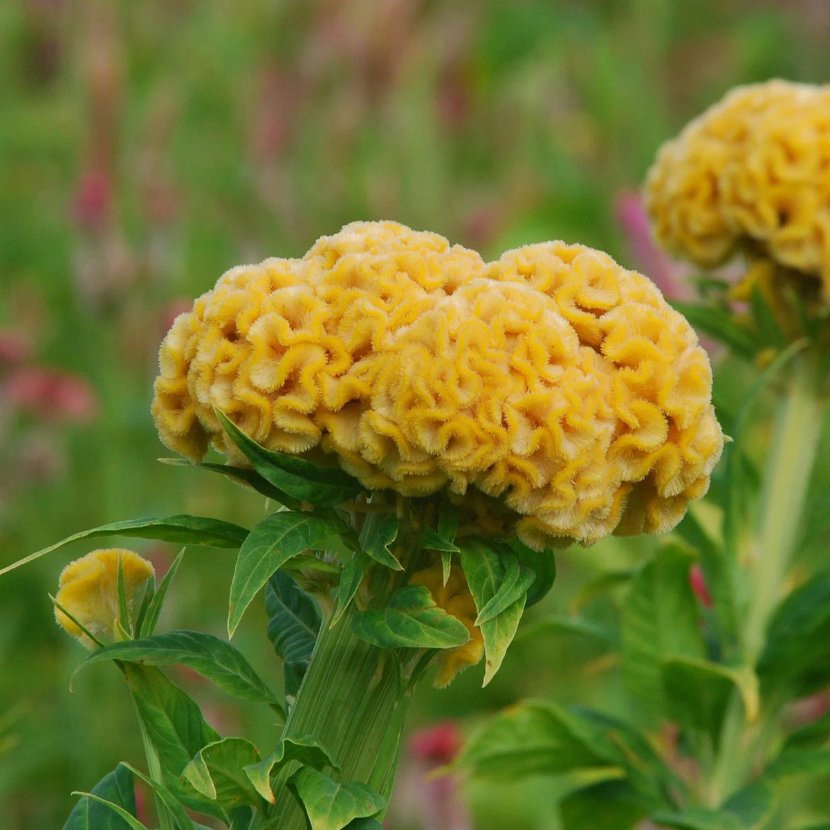 Chief Gold – Celosia Seed