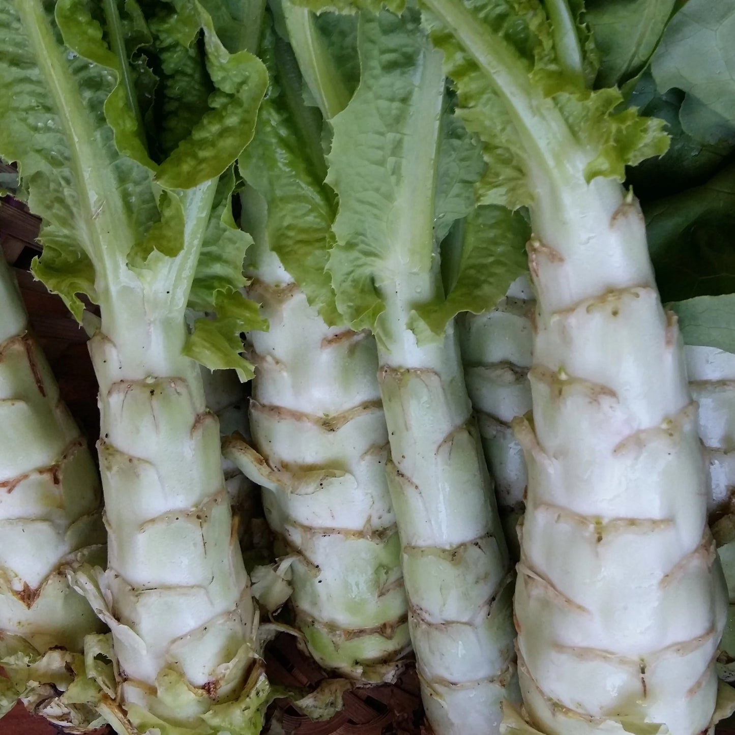 Spring Tower – Celtuce Seeds