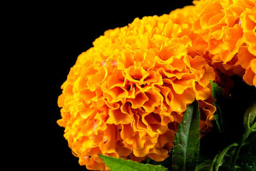 Aztec Marigold Flower Seeds – Heirloom, Non-GMO Flower Seeds for Planting