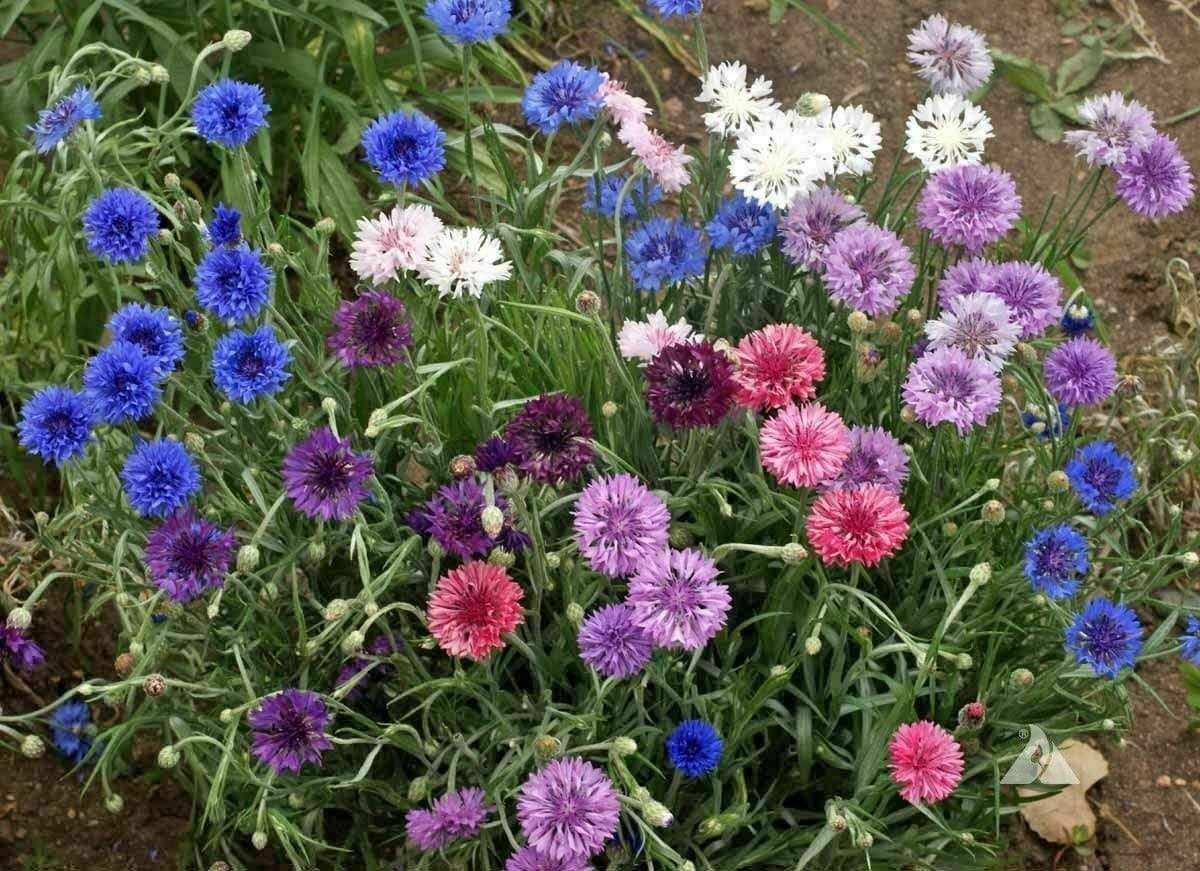 Choice Mix – Centaurea Seed