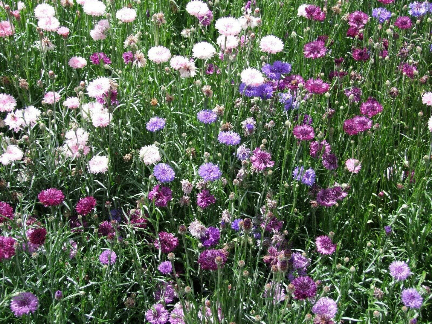 Choice Mix – Centaurea Seed