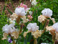 Champagne Elegance Reblooming Bearded Iris Seeds