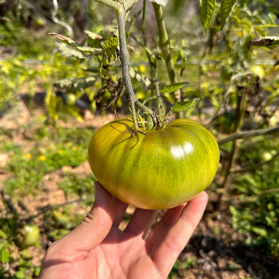 Cherokee Green – Organic Tomato Seed