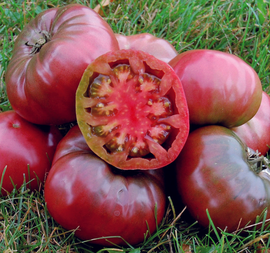 Tomato- Cherokee Purple