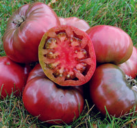 Tomato- Cherokee Purple