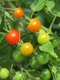 Cherry Tomato Wild Texas Vegetable Seeds