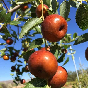 Chico jujube fruit tree seeds for garden