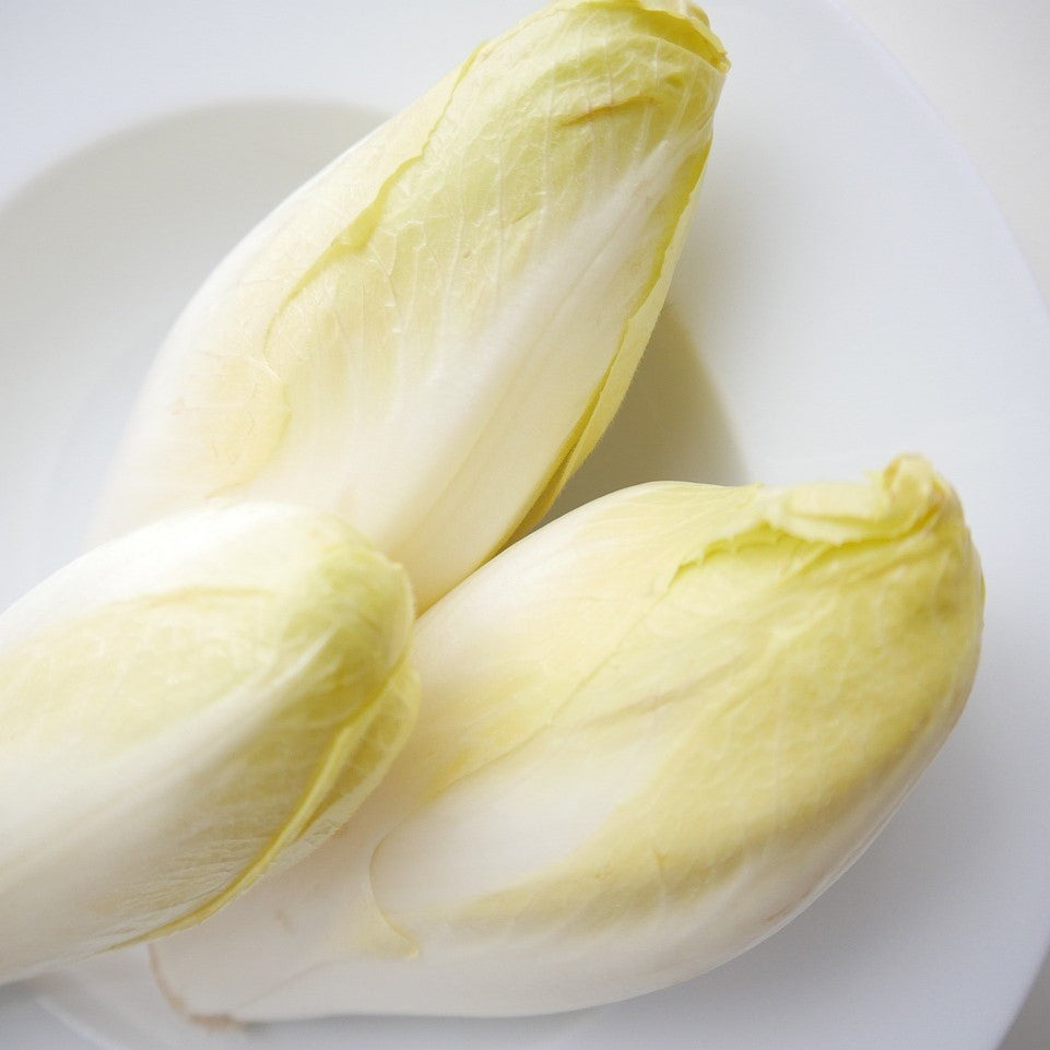 Bingo – Endive Seed
