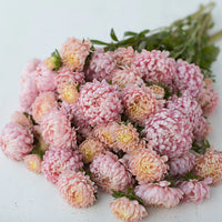 Tower Chamois – China Aster Seed