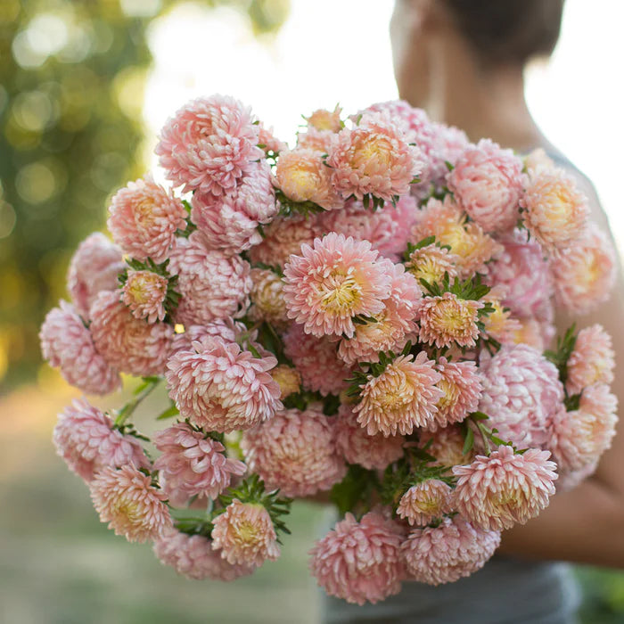 Tower Chamois – China Aster Seed