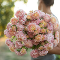 Tower Chamois – China Aster Seed