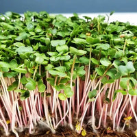 Radish, Hong Vit – Microgreen Seed