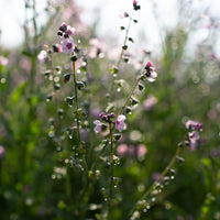 Forget Me Not, Chinese- Mystic Pink
