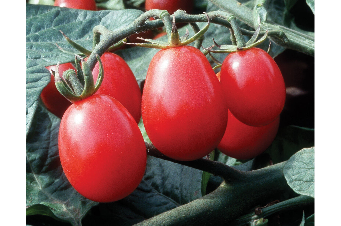 Chiquita – Tomato Seed